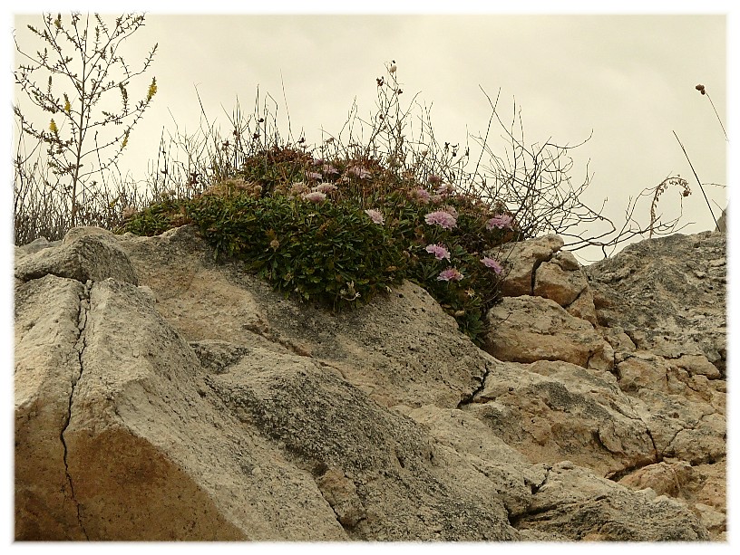 Lomelosia crenata subsp. dallaportae / Vedovina di Dallaporta